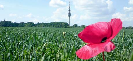 Durch die Blume: Der Funkturm über dem Holzhausener Wäldchen im Mai 2013. Foto: Bernd Reiher