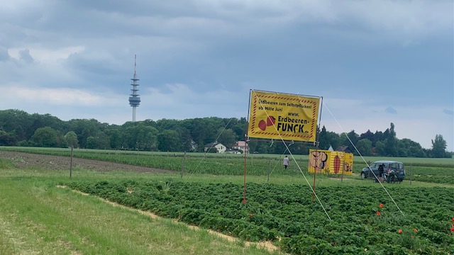 Kärrnerstraße: Erdbeeren selber pflücken